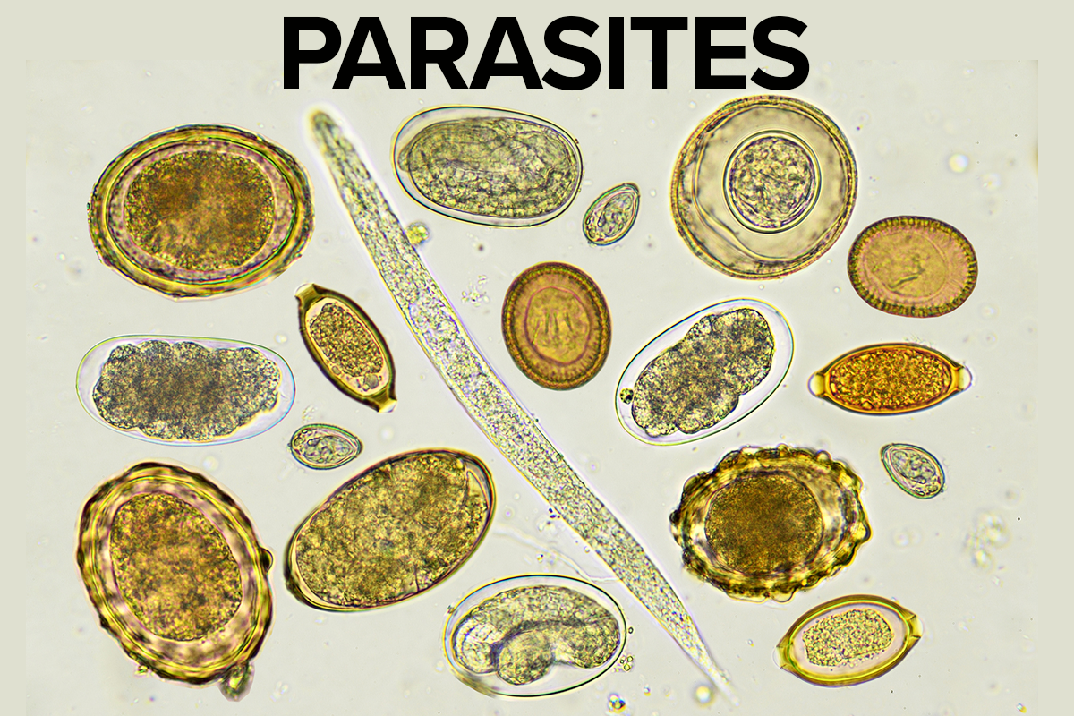 Full Moon And Parasites Understanding The Connection And The Benefits Full moon and parasites understanding the connection and the benefits