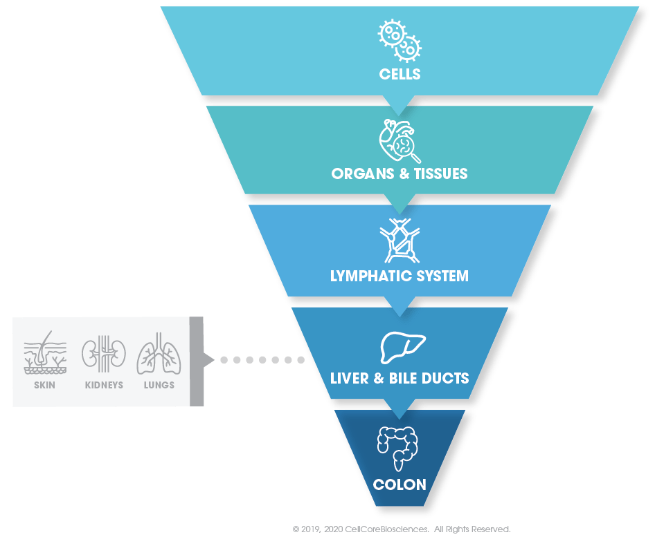 CellCore Biosciences Nutritional Comprehensive Phase 1: Energy & Drainage by CellCore Biosciences